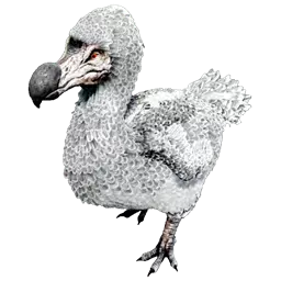 Dodo