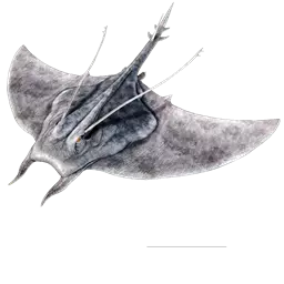Manta