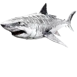 Megalodon